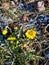 Yellow coltsfoot in early spring