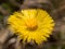 Yellow coltsfoot flower