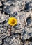Yellow coltsfoot flower