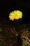 Yellow coltsfoot flower growing up in early spring. Stock Photo