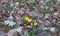 Yellow coltsfoot flowering in early spring on dry leaves