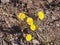 Yellow coltsfoot flowers bloom against the background of dry last year's grass. Buds of the first spring flowers