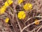 Yellow coltsfoot flowers bloom against the background of dry last year's grass. Buds of the first spring flowers