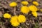 Yellow coltsfoot flowers in spring