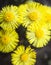 Yellow coltsfoot flowers (Tussilago farfara)