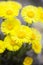Yellow coltsfoot flowers (Tussilago farfara)
