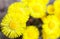 Yellow coltsfoot flowers (Tussilago farfara)