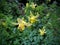 Yellow Columbine, Aquilegia flavescens, close up, macro, Banff National Park, the Rockies, Canada