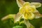 Yellow columbine flower against dark shadow in may garden