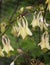 Yellow Columbine Flower Blossom