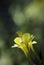 Yellow Columbine Flower Closeup