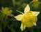 Yellow Columbine growing in a thicket