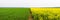 Yellow colza field and green wheat field separated by path in the morning in the fog at sunrise landscape. Wide panorama