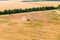 Yellow combines harvests wheat on the field.