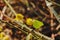 Yellow common brimstone butterfly sitting on a willow catking