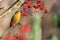 Yellow common crossbill bird eating red rowan berries perched on a tree  with a blurred background
