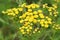 Yellow common dagwort , Tanacetum vulgare, flowers with a visiti