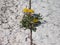 yellow common Dandelion flower