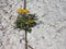 yellow common Dandelion flower