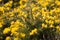 Yellow common gorse flowers