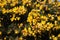 Yellow common gorse flowers, ulex europaeus