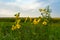 Yellow Compass Plant flowers