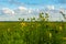 Yellow Compass Plant flowers