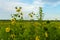 Yellow Compass Plant flowers