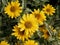 Yellow Composite Flower With Brown Centre