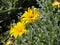 Yellow Composite Flower In Sintra Portugal