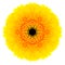 Yellow Concentric Gerbera Flower Isolated on White. Mandala Design