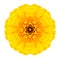 Yellow Concentric Marigold Mandala Flower Isolated on White