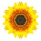 Yellow Concentric Sunflower Flower Isolated on White. Mandala Design