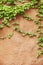 Yellow concrete wall with plant