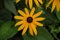 Yellow cone flower (Rudbeckia fulgida ‘Goldsturm’) with a brown heart