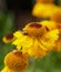 Yellow Cone Flowers with Bees