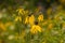 Yellow Cone Flowers are a Magnificent Part of Nature