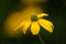 Yellow Coneflower