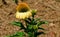 Yellow Coneflower