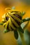 Yellow coneflower develops new petals