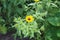 Yellow coneflower (echinacea paradoxa) basking in the sunlight in a green garden