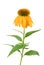 Yellow Coneflower plant