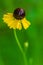 Yellow Coneflower in rain