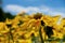 Yellow coneflower - rudbeckia detail