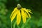 Yellow Coneflower â€“ Ratihida pinnata