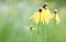 Yellow coneflowers