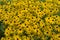 Yellow coneflowers