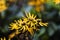 Yellow coneflowers blooming in garden, summer time early autumn