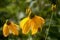 Yellow coneflowers and bud in garden