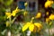 Yellow coneflowers and bud in garden